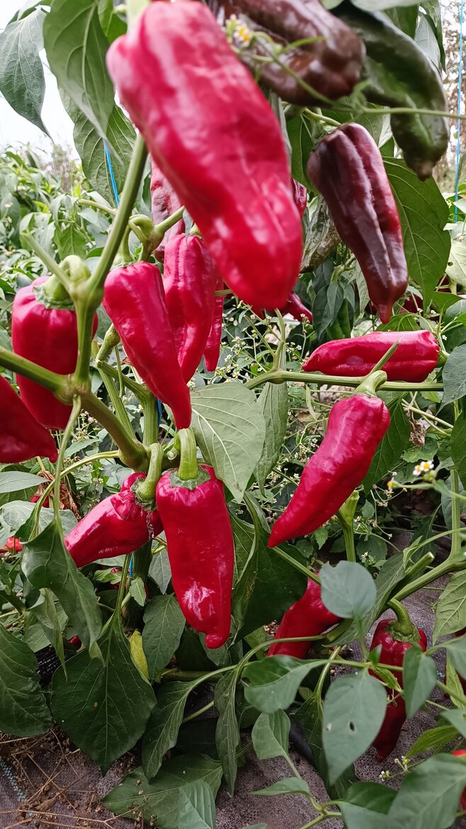 Paprika Dulce Italiano jeb Saldais itālis ( 10 sēklas ) 